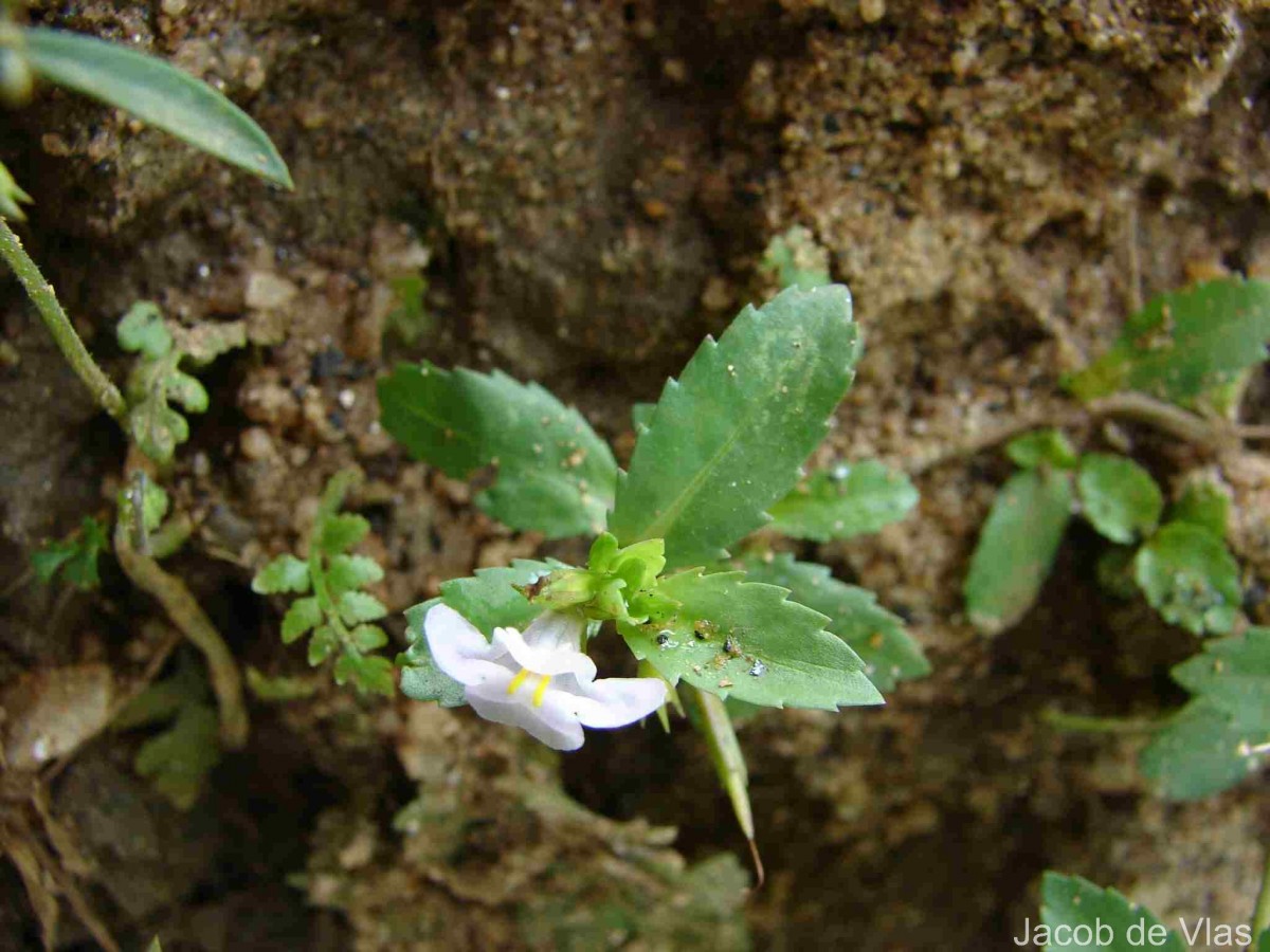 Bonnaya antipoda (L.) Druce